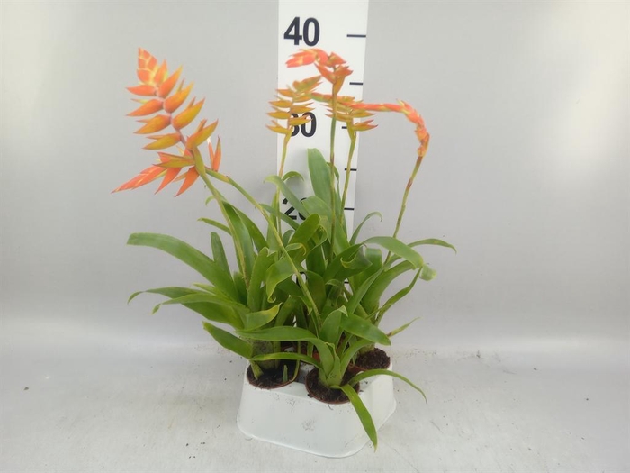 <h4>Tillandsia dyeriana</h4>