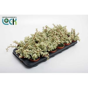 Portulacaria Afra Varigata