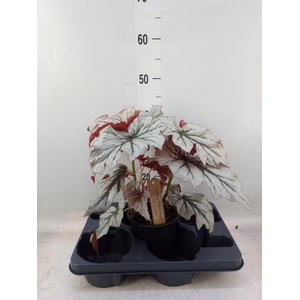 Begonia BD   ...