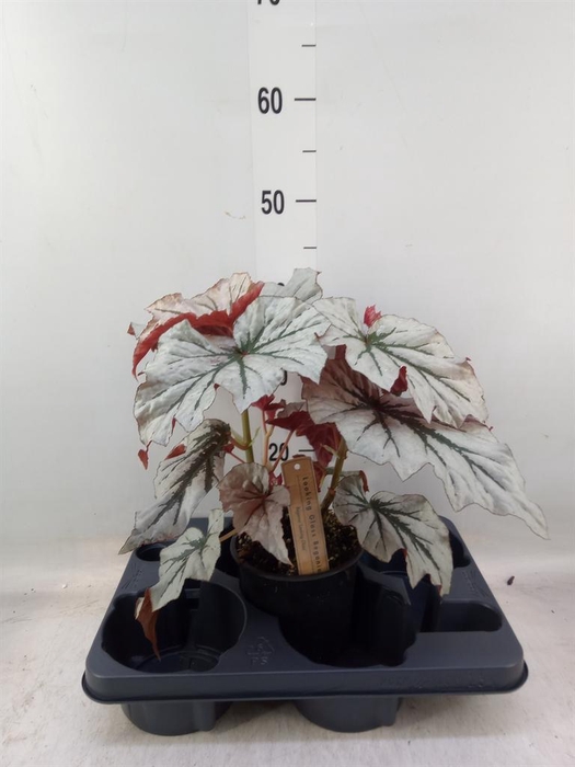 <h4>Begonia BD ...</h4>