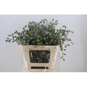 Euca Boule 300gram P Bunch