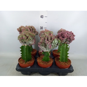 Euphorbia lactea