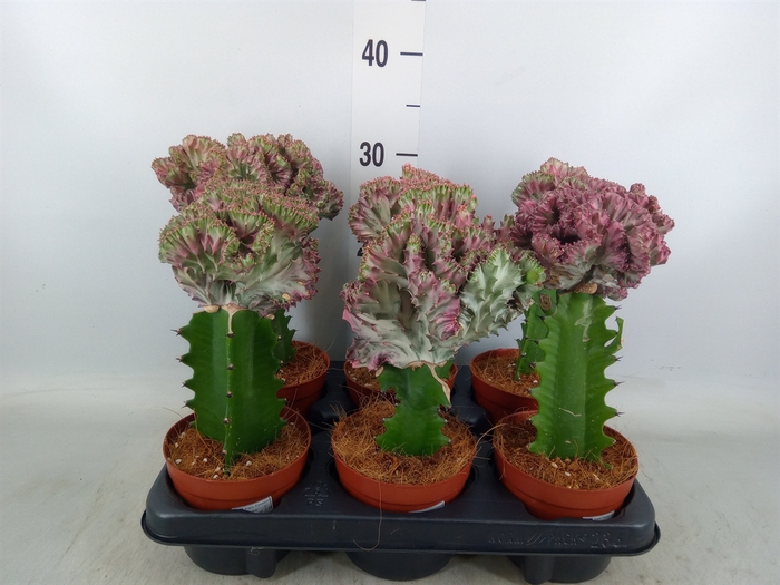 <h4>Euphorbia lactea</h4>