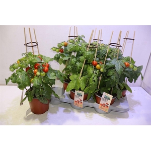 arr8 Tomatenplanten