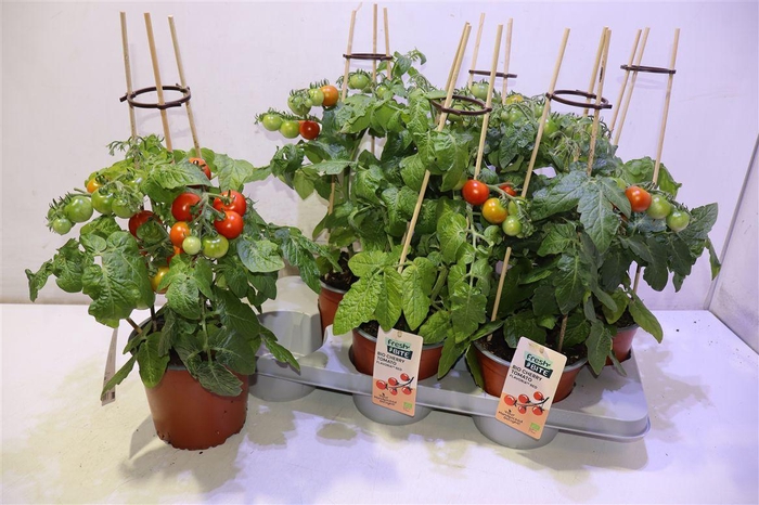 <h4>arr8 Tomatenplanten</h4>