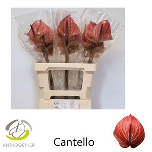 ANTH A CANTELLO 30 OPZET