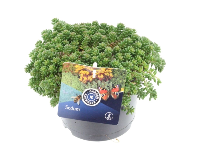 <h4>Sedum Album Coral Carpet</h4>