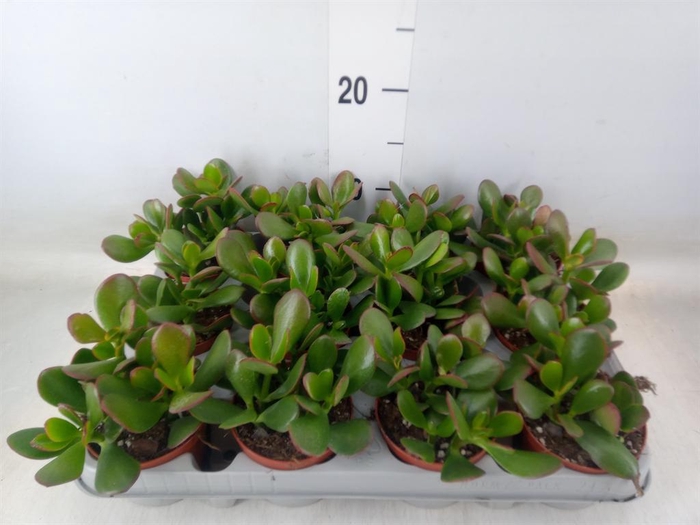 <h4>Crassula ovata 'Sunset'</h4>