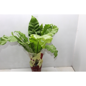 ASPLENIUM OSAKA CRESPO P17