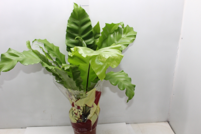 ASPLENIUM OSAKA CRESPO P17
