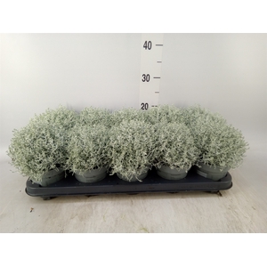 Leucophyta     [Calocephalus]