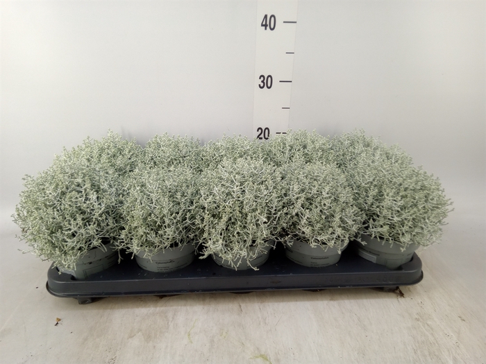 <h4>Leucophyta     [Calocephalus]</h4>