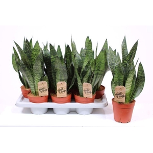 Sansevieria zeylanica