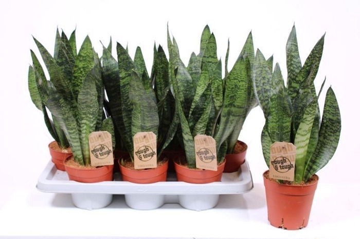 <h4>Sansevieria zeylanica</h4>