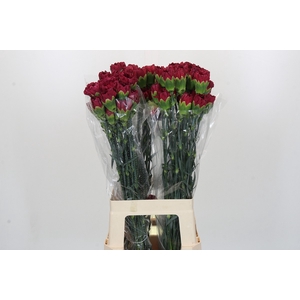 Dianthus St Lucy