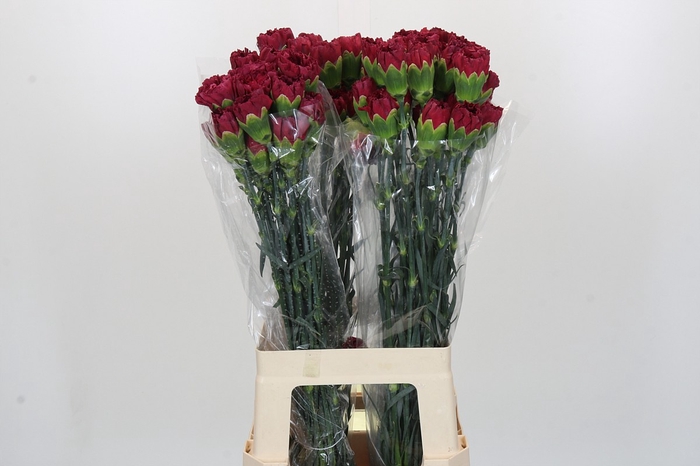 <h4>Dianthus St Lucy</h4>