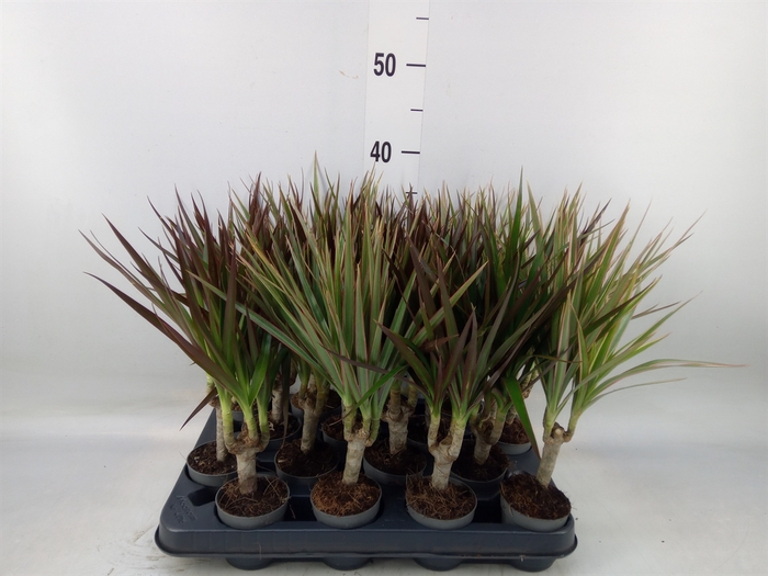 <h4>Dracaena marg.   ..mix 3</h4>