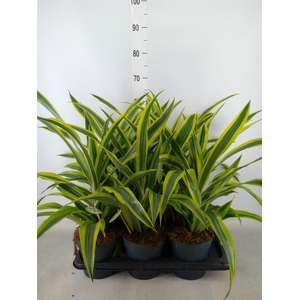 Dracaena fr de 'LemonLime'