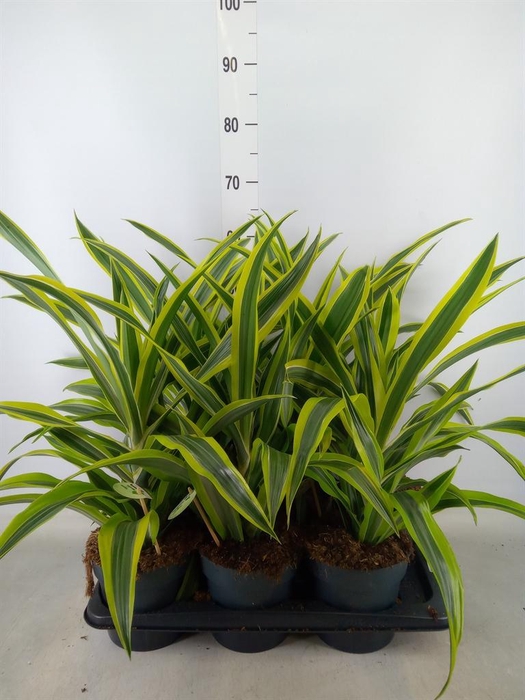 <h4>Dracaena fr de 'LemonLime'</h4>
