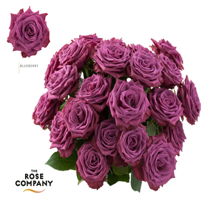 Rosa Ec Blueberry