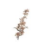 Delphinium Beige FL440208BGE
