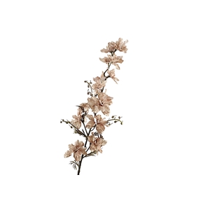Delphinium Beige