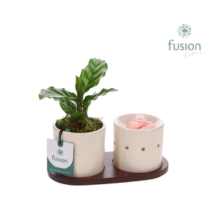 Fusion Scents keramiek Gift set plankje met Calathea