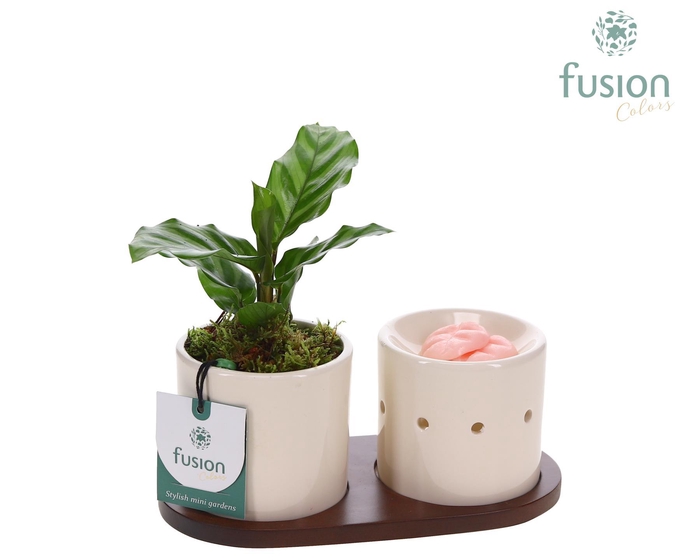 <h4>Fusion Scents keramiek Gift set plankje met Calathea</h4>
