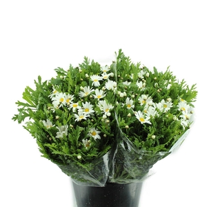 Margriet