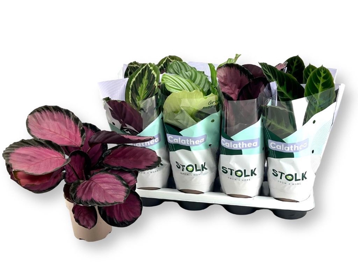 <h4>CALAT GEM 4 SRT</h4>