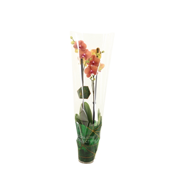 <h4>Signature Phal Surfsong 2T16+</h4>