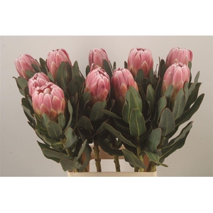 PROTEA CARNIVAL