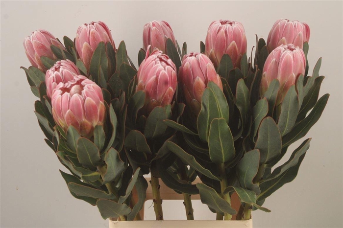 <h4>PROTEA CARNIVAL</h4>