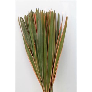 Phormium Tenax Col Abs Red