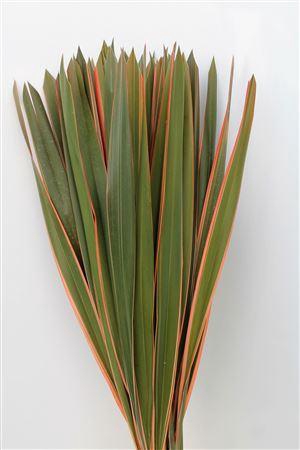 <h4>Phormium Tenax Col Abs Red</h4>