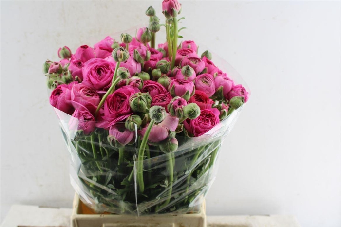 <h4>Ran Thom Bonbon</h4>