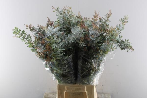 <h4>Acacia B Purpurea Bs L 60</h4>