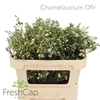 Chamelaucium Ofir