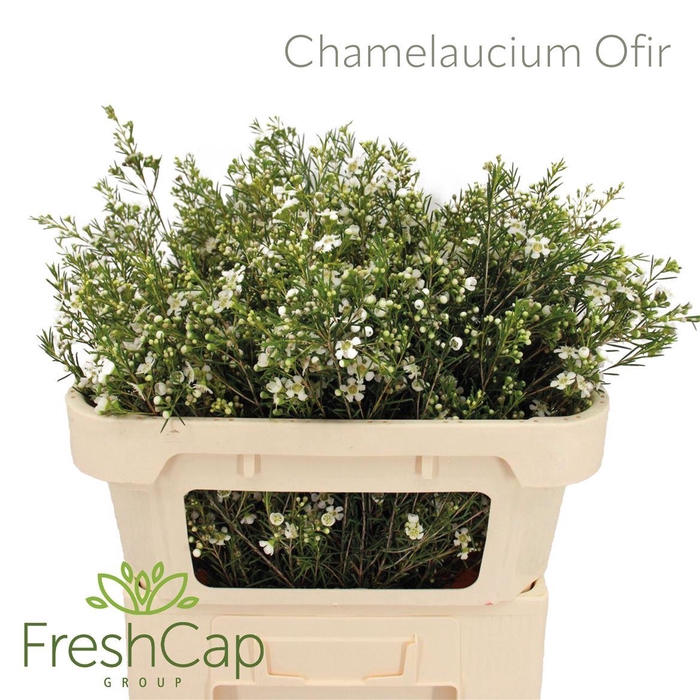 <h4>Chamelaucium Ofir</h4>