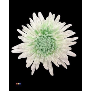 Chr G Marshmallow Green