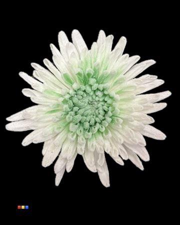 <h4>Chr G Marshmallow Green</h4>