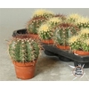 arr8 Cactus Ov