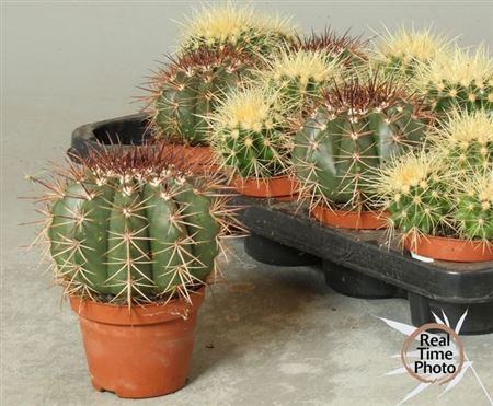 arr8 Cactus Ov
