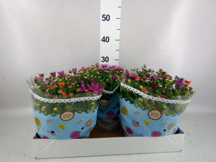 <h4>Chrysanthemum  'Mnt Aubisq'  ..mx/p</h4>
