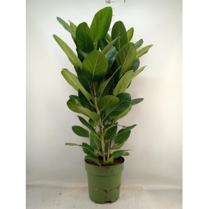 Ficus benghalensis 'Audrey'