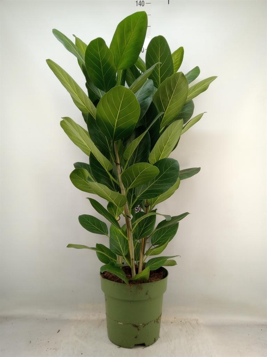 <h4>Ficus benghalensis 'Audrey'</h4>