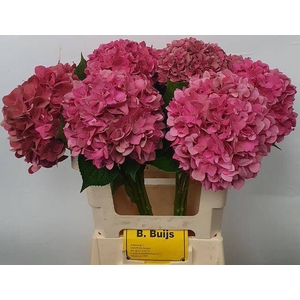 HYDR M CH RODEO CL