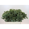 Pittosporum Ilan