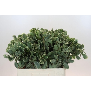 Pittosporum Ilan