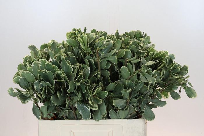 <h4>Pittosporum Ilan</h4>